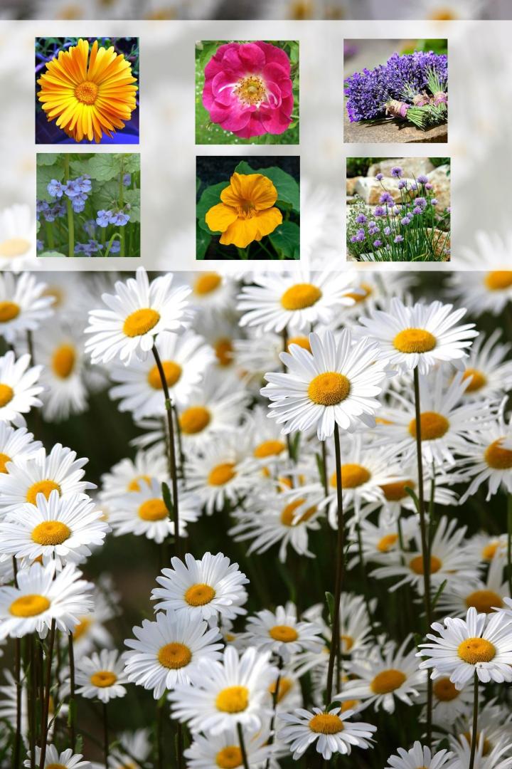 essbare Blüten